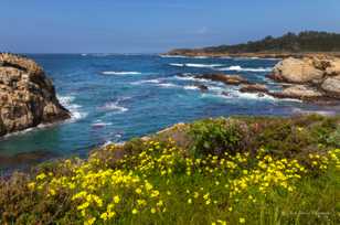 Point Lobos-3433.jpg Point Lobos-3433.jpg